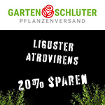 Black Friday bei Garten Schlüter: Spare 20% auf Liguster Atrovirens Heckenpflanzen